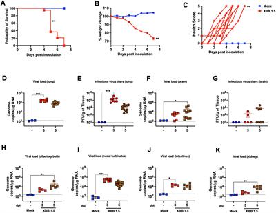 Omicron XBB.1.5 subvariant causes severe pulmonary disease in K18-hACE-2 mice